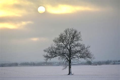 Lonely Tree Cold Winter Afternoon Stock Image Image Of Image