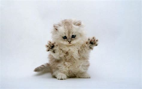 Free Download Cute Kitten Wallpaper Kittens Wallpaper 16094684