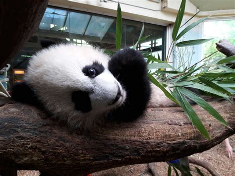 Panda Updates Wednesday August 18 Zoo Atlanta