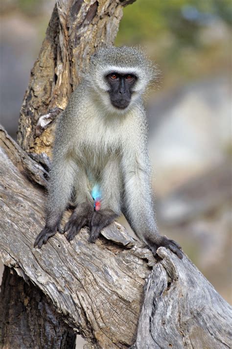 Image - Chlorocebus pygerythrus (Vervet Monkey) | BioLib.cz