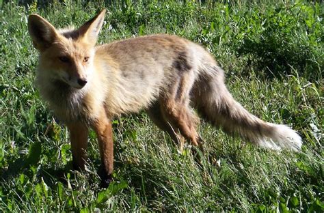 Animal Domestication Foxes And Me See For Yourself Fox Animals