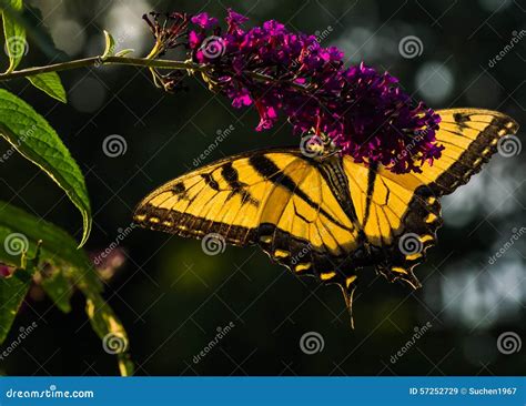 Mariposa Occidental De Swallowtail Del Tigre Imagen De Archivo Imagen