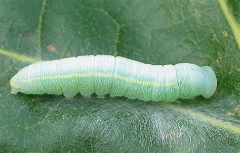Green Oak Caterpillar Nadata Gibbosa Bugguidenet