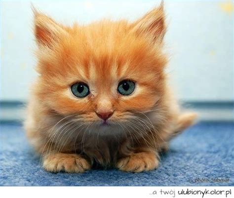 Obrazek Kot Koteczek Zwierze Niebieskie Oczy Rudy Kot Rudzielec