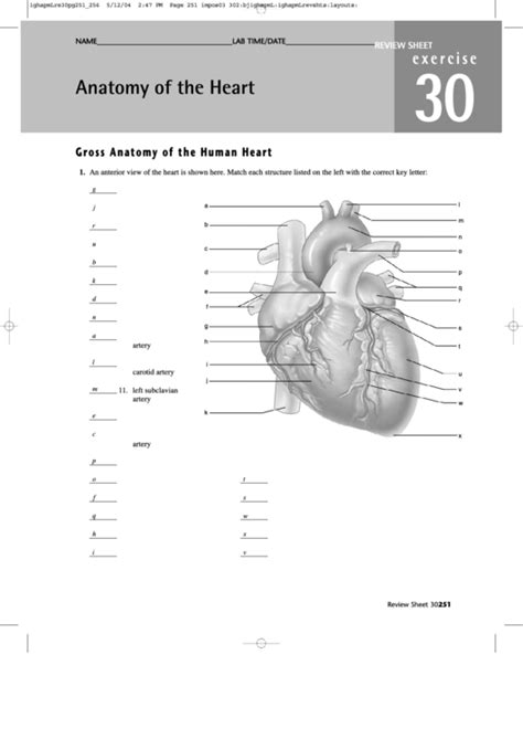 Anatomy Of The Heart Worksheet With Answers Printable Pdf Download