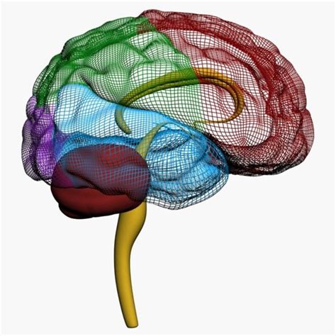 Cerebro Humano Modelo D Fbx Obj Max Free D
