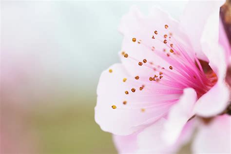 Peach Blossom Macro Photograph By Rich Nicoloff Fine Art America