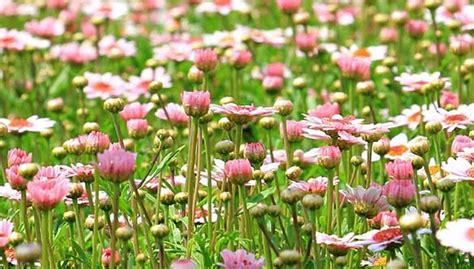 La sanguinella fiorisce da maggio a giugno; Fiorellini primaverili: il prato si trasforma in un aiuola ...