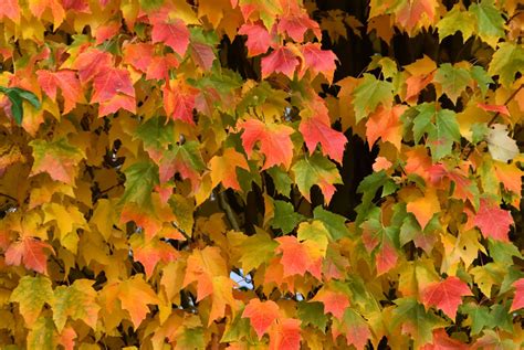 Free Images Nature Branch Green Red Yellow Season Maple Tree