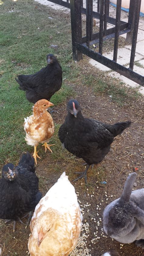 Roosters have narrow, elongated saddle feathers in front of their tails and pointed hackle feathers. How to tell if a chicken is a hen or a rooster ? (chickens ...