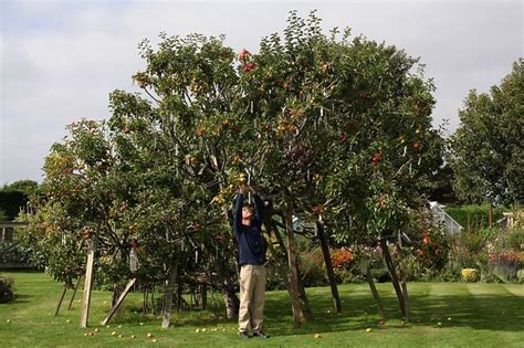 Multiple Graft Fruit Trees Fruit Trees