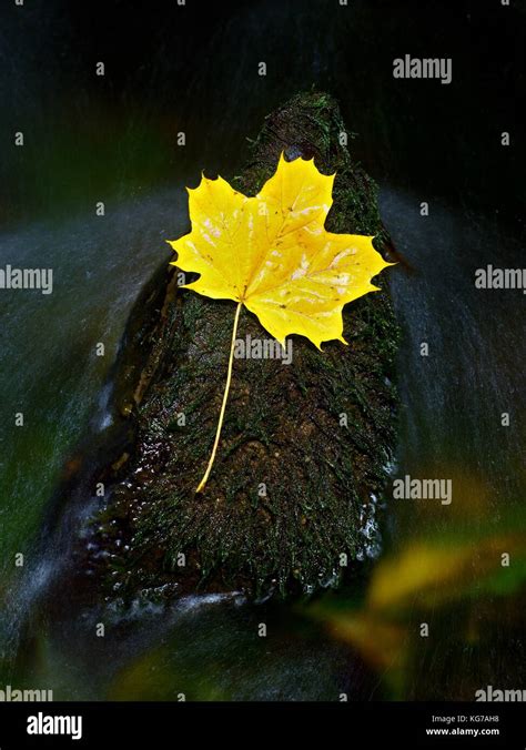 The Yellow Broken Leaf From Maple Tree On Basalt Stone In Blurred Water