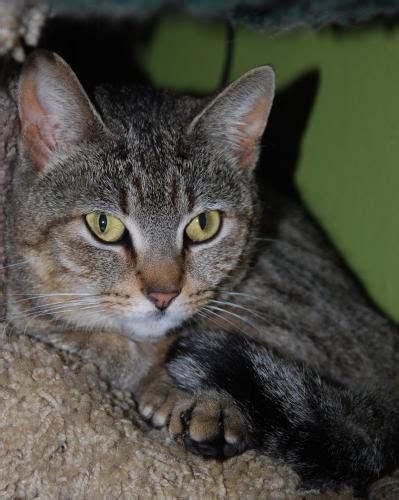 Meet Mimsy An Adoptable Domestic Short Hair Looking For A Forever Home If You’re Looking For A
