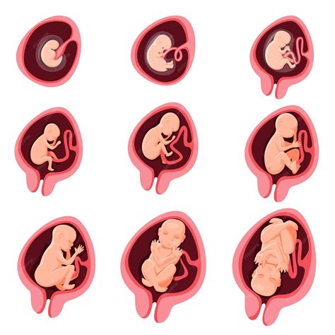 Desarrollo Fetal Embrionario Humano Etapa De Embarazo De Nueve Meses