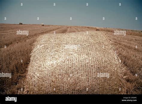 Bales Of Hay Or Straw Field At Harvest With Crop Cut And Pressed Stock