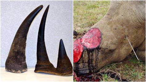 South Africas First Online Rhino Horn Auction Set To Open