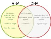 Rna And Dna Venn Diagram