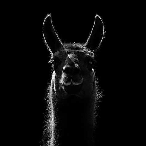Brilliant Monochrome Animal Photography By Lukas Holas