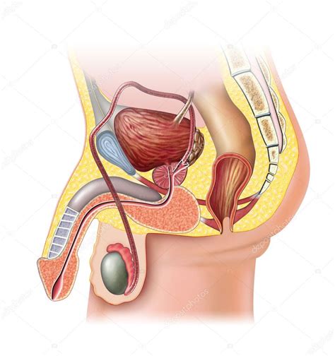 Male Reproductive System Stock Photo By Andreus