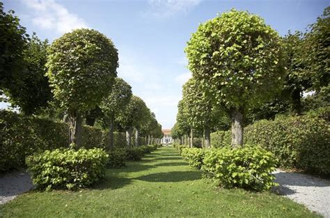 41 Incredible Garden Hedge Ideas For Your Yard Garden Hedges Hedges