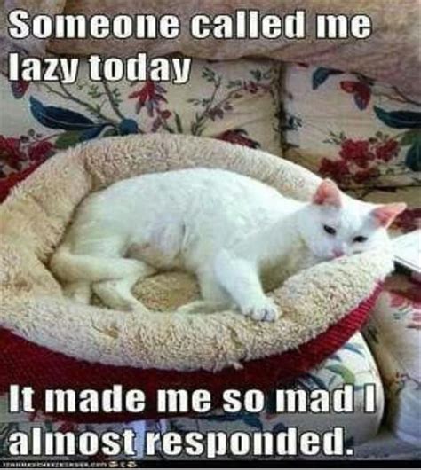 Funny Animal Pictures 27 Pics Catsandkittens Animal Memes Cute