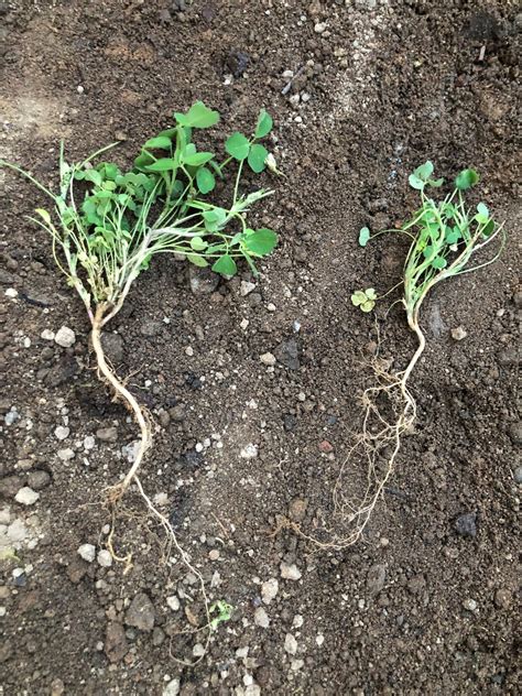 Plan For 2024 With Late Summer Planting Alfalfa Partners
