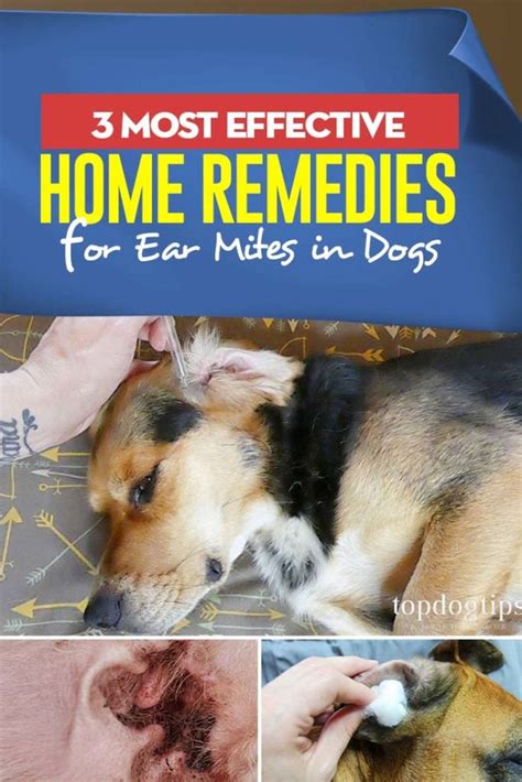 3 Best Home Remedies For Ear Mites In Dogs And How To Makeuse Them