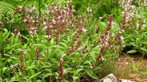 12 Best Sage Companion Plants And 3 Not To Plant