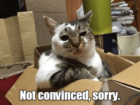 Lolcats Sorry Lol At Funny Cat Memes Funny Cat Pictures With