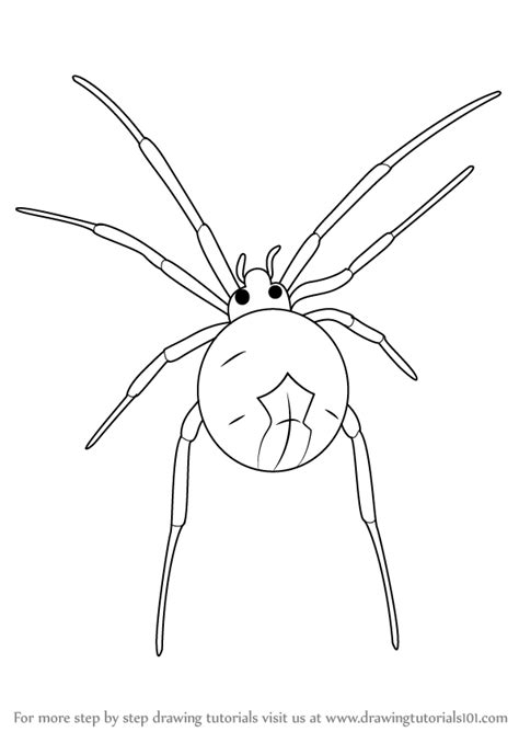 How To Draw A Widow Spider Other Animals Step By Step