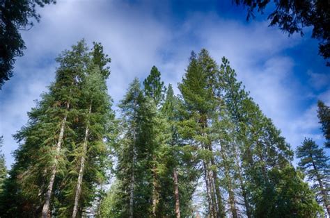Tops Of Pine Trees Free Stock Photo Public Domain Pictures