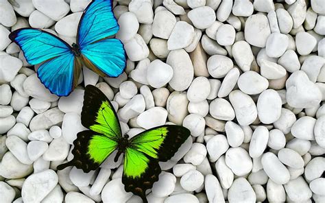 Hd Wallpaper Artistic Butterfly Colorful Wallpaper Flare