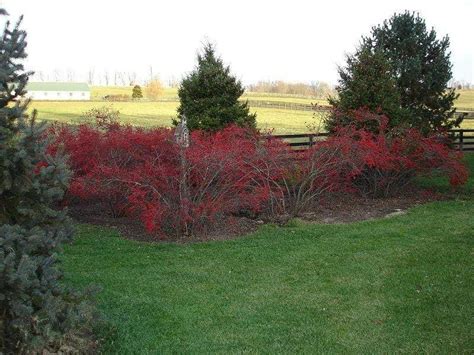 Winter Red Winterberry Holly In 2021 Winterberry Holly Landscaping