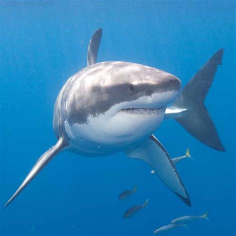 Shark Diving Holidays Dive Worldwide