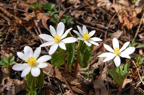 Spring Wildflowers in Iowa | Dutchman's Breeches | Spring wildflowers, Wild flowers, Native plants