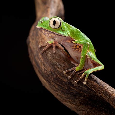 Tree Frog With Big Eyes Photograph By Dirk Ercken Pixels