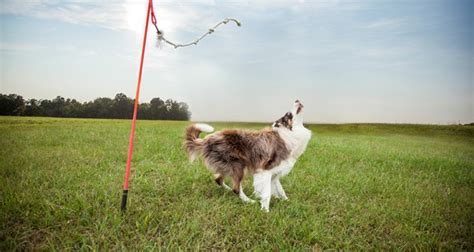 Tether Tug Keeps Your Pup Entertained Dog Living