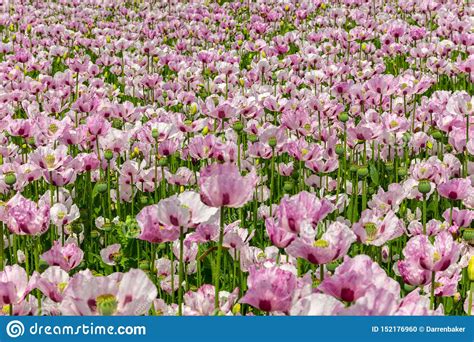Pink Poppies Flowers In A Field Stock Photo Image Of Sunshine Growth
