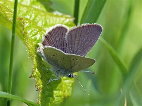 Small Blue Durlston Dorset Butterflies
