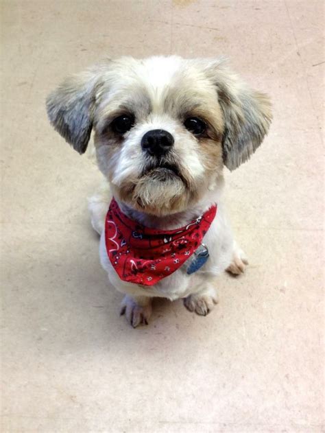 All adopting parties are required to complete this form prior to adoption. 1112 best Adoptable pets in the Dallas Ft.Worth area ...