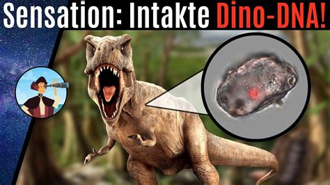 Erste Dino Dna Gefunden Wird Jurassic Park Jetzt Möglich 2020 Youtube