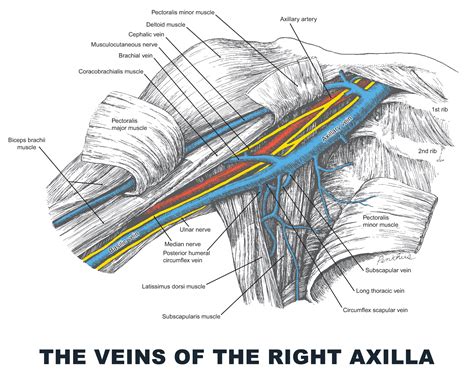The Veins Of The Right Axilla Anatomy Images Illustrations Anatomy