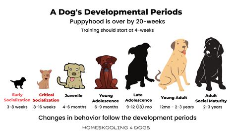 Dog Developmental Periods — Homeskooling 4 Dogs