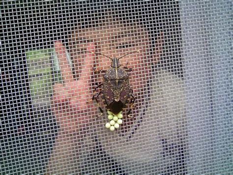 Here Are 21 Terrifying Bugs That Will Haunt Your Dreams Deadstate