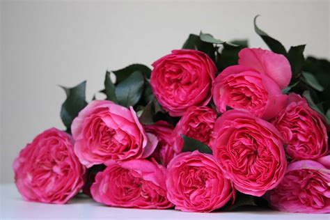 Rose Baronessse Rose Baronesss Bright Pink Garden Rose Pink Garden