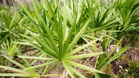 5 Promising Benefits And Uses Of Saw Palmetto