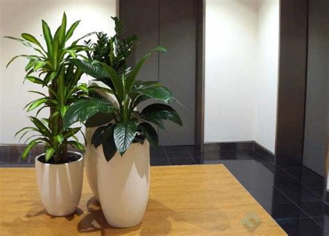 Best Office Plants And Plants In The Office Future Fitouts