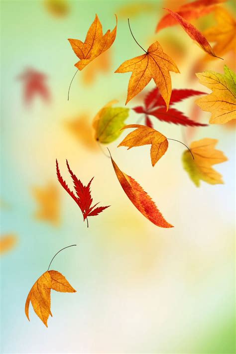 Fall Leaves Iphone Background Iphone Wallpapers