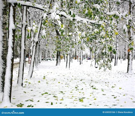 First Snow In The Autumn Park Stock Photo Image Of Trees City 65035166