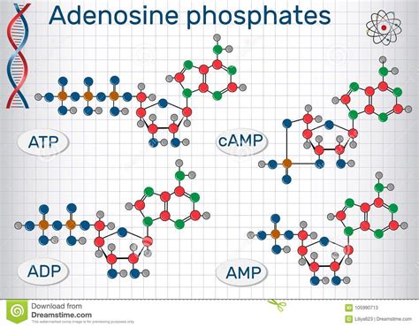 Atp atp naturstoffe interaktiv strukturformel adenosin. Atp Strukturformel - Nicotinamid-adenin-dinucleotid ...